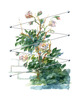 Kletterhilfe - Rankhilfe in Seilspanntechnik - komplett aus Edelstahl - fr alle Kletterpflanzen und Rosen